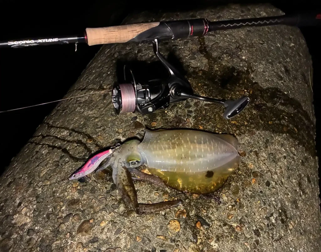 2025年10月10日アオリイカ1webp