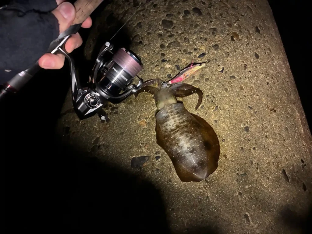 2025年10月3日アオリイカ