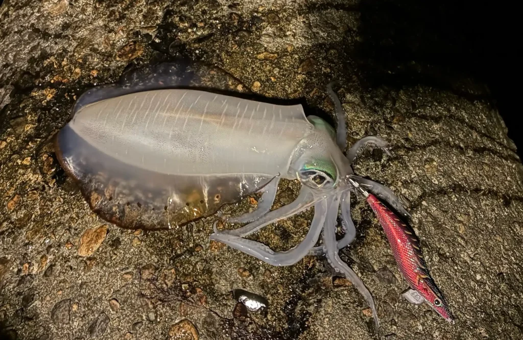 2025年10月15日アオリイカ1