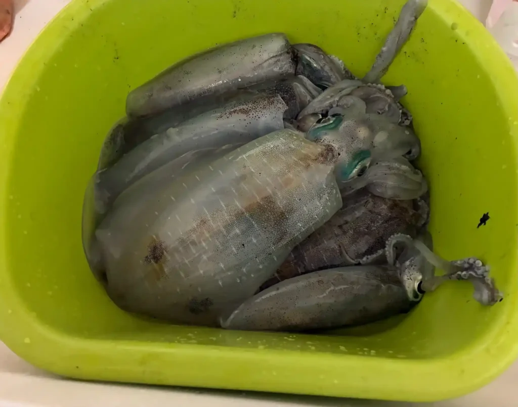 2025年10月15日アオリイカ2