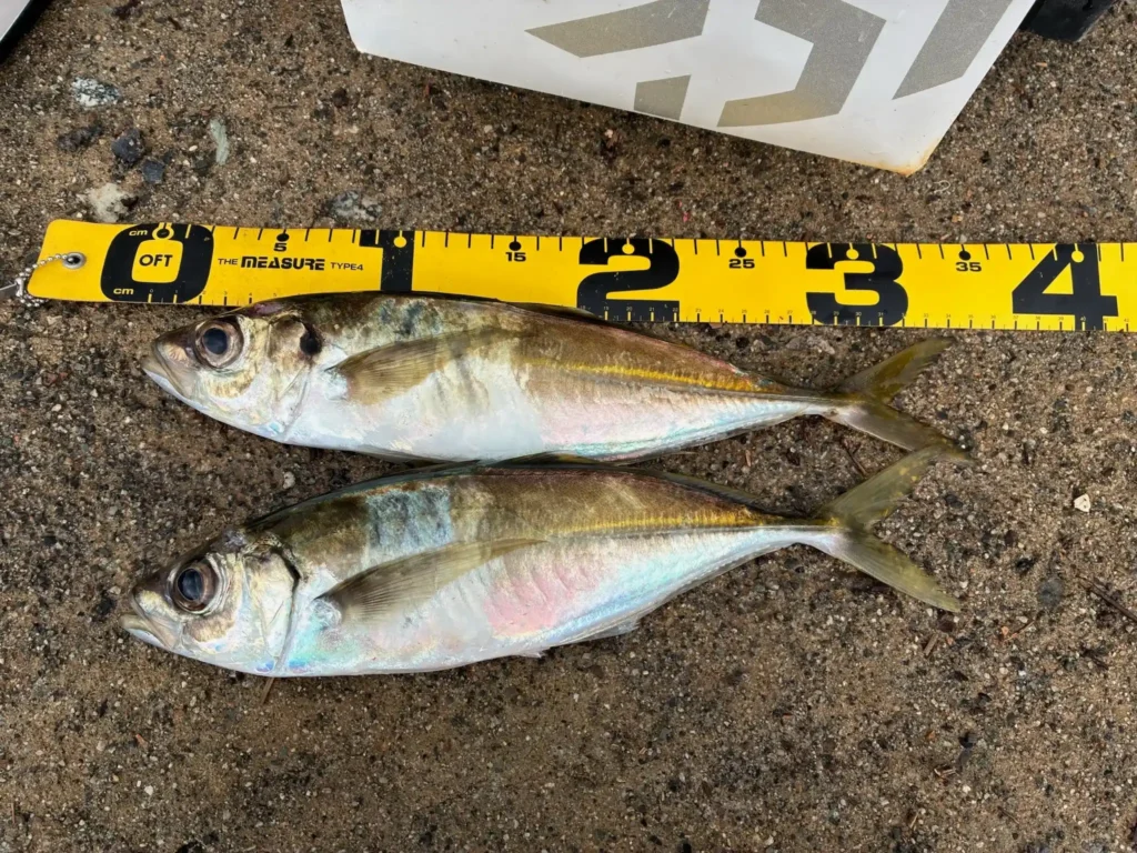 2025年10月27日アジ34cm