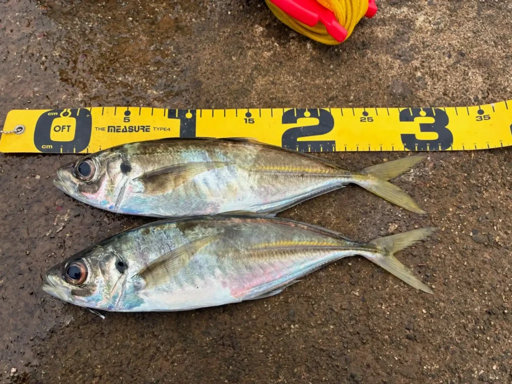 2025年10月31日アジ30cm