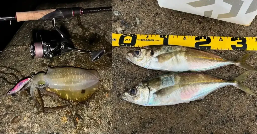 2025年8〜11月の釣り日記