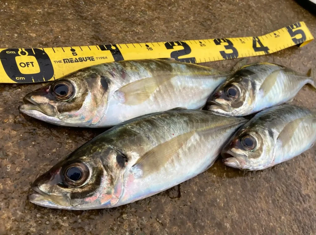 2024年12月14日に釣れたアジ釣果35〜37cm