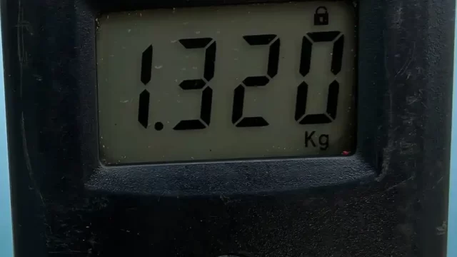 2026年5月11日アオリイカ32cmの重量