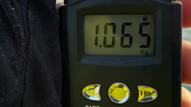 2026年5月12日アオリイカ30cmの重量