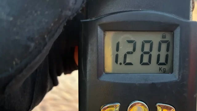 2026年5月14日アオリイカ30cmの重量