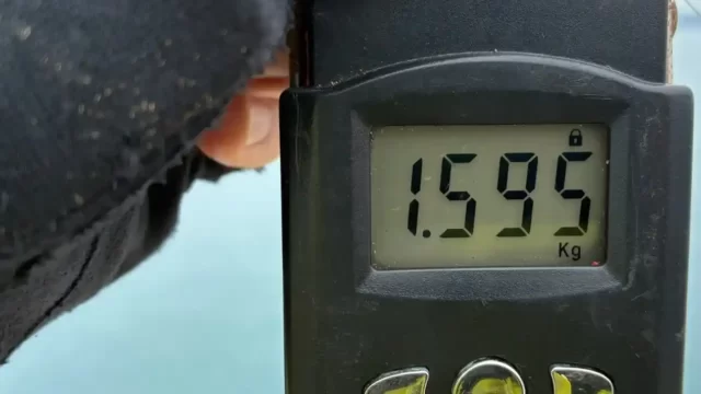 2026年5月15日アオリイカ33cmの重量