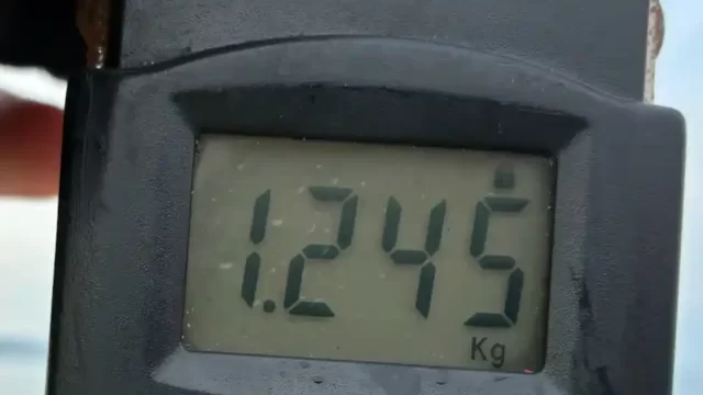 2026年5月8日アオリイカ30cmの重量